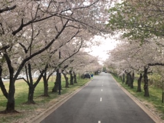 cherry blossoms